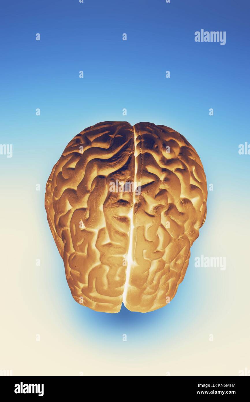 Modèle de cerveau humain. Banque D'Images