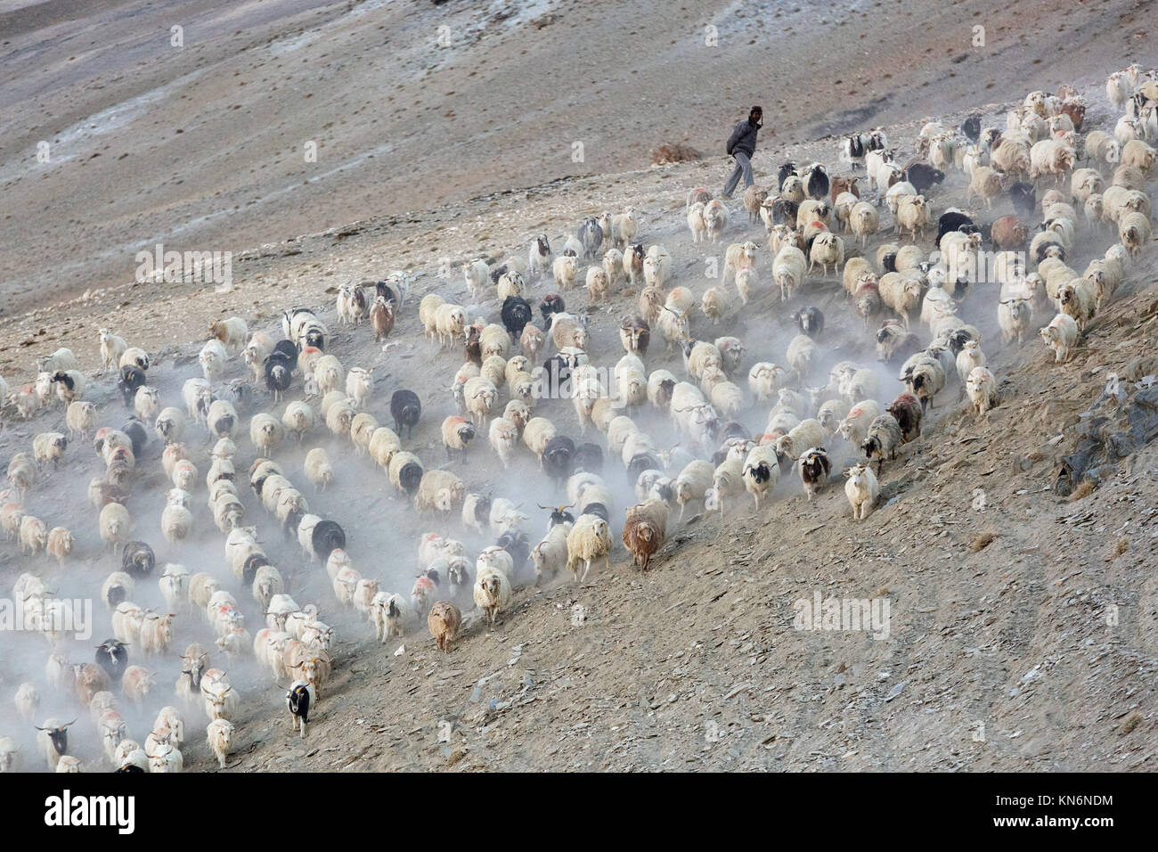 Changpa nomades avec leurs troupeaux de chèvres pashmina et moutons dans la région de Tso Moriri Ladak, Jammu-et-Cachemire, en Inde. Banque D'Images