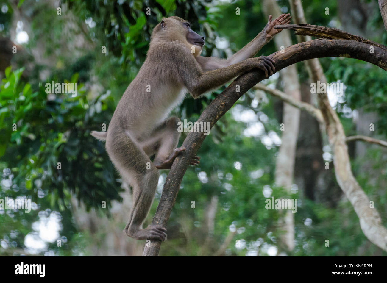 Jeune singe foret arbre d'escalade dans la forêt tropicale de Nigeria Banque D'Images
