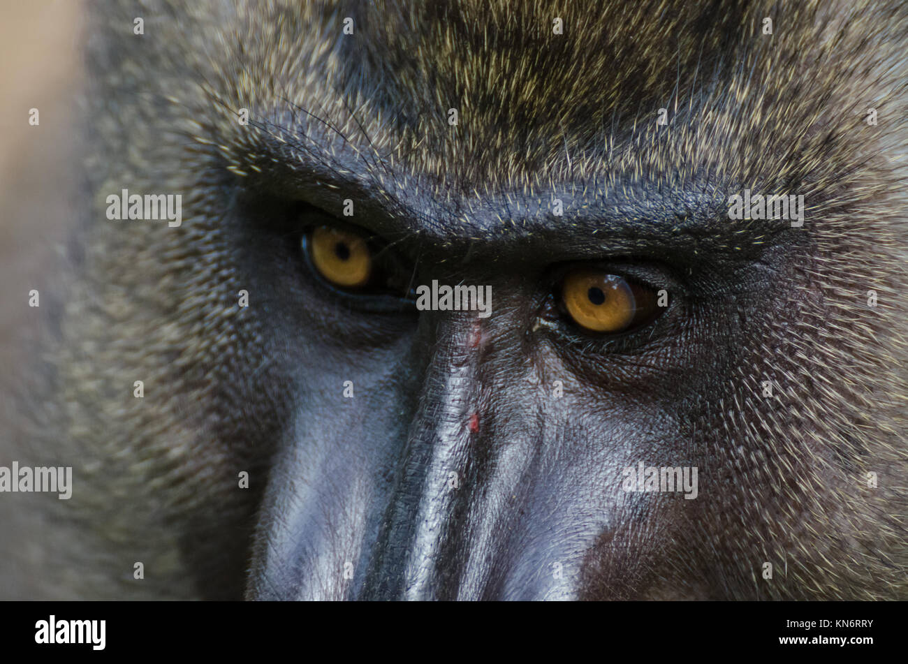 Closeup portrait of percer monkey en forêt tropicale de Nigeria Banque D'Images