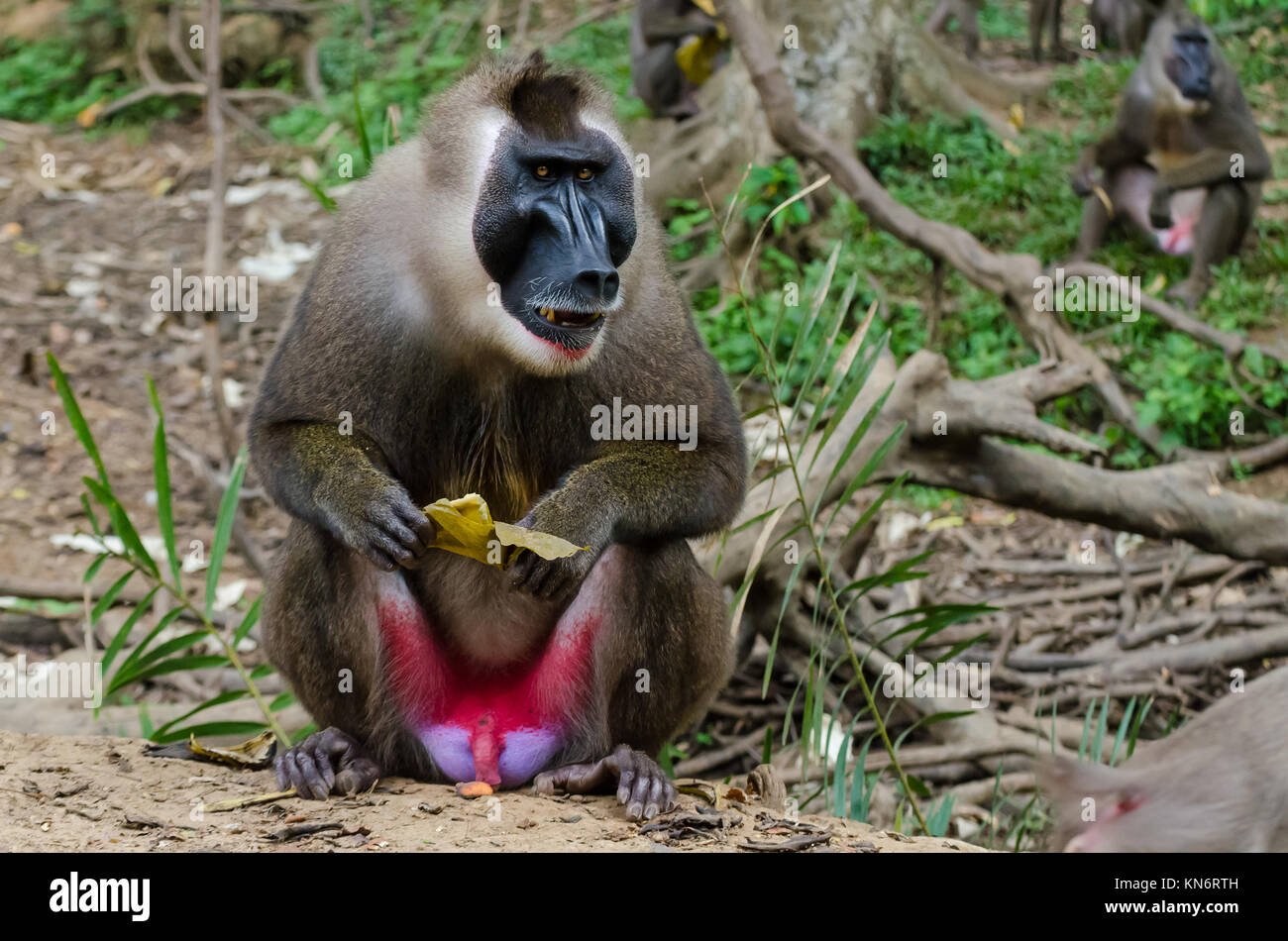 Portrait de grand singe foret mâle alpha dans la pluie forêt de Nigeria Banque D'Images