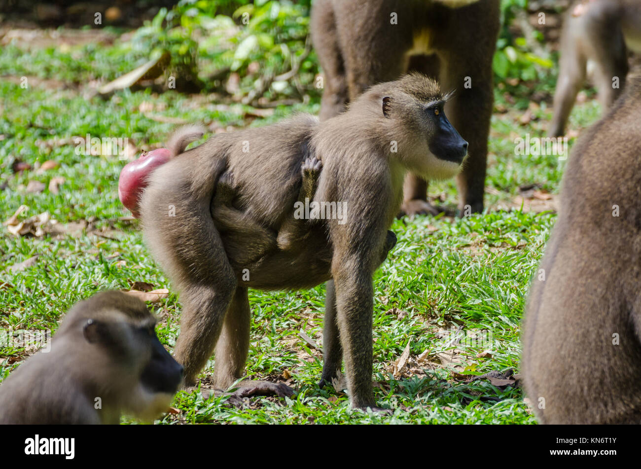 Singe foret Mère avec enfant dans la pluie forêt de Nigeria Banque D'Images