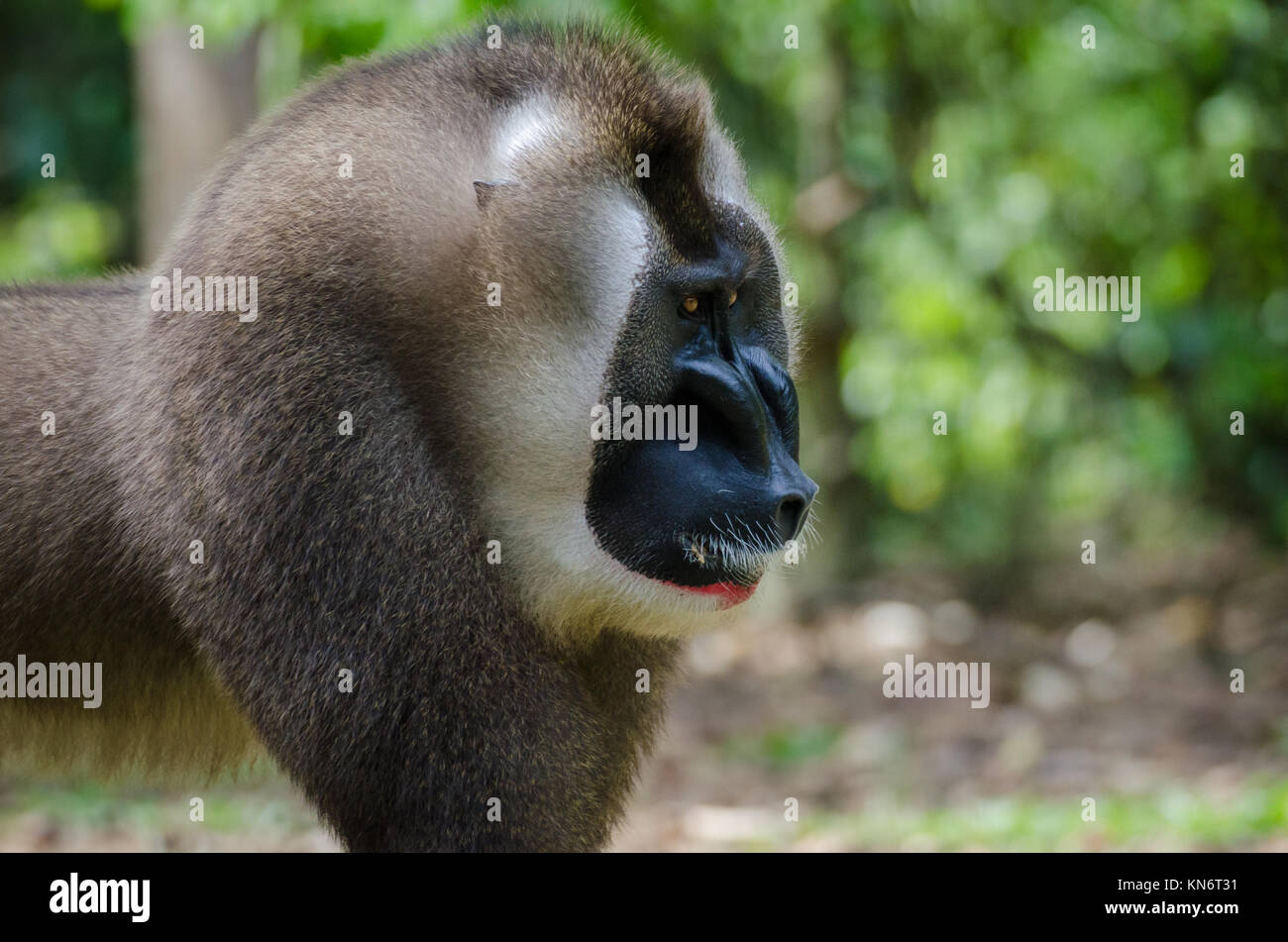 Portrait de grand singe foret mâle alpha dans la pluie forêt de Nigeria Banque D'Images