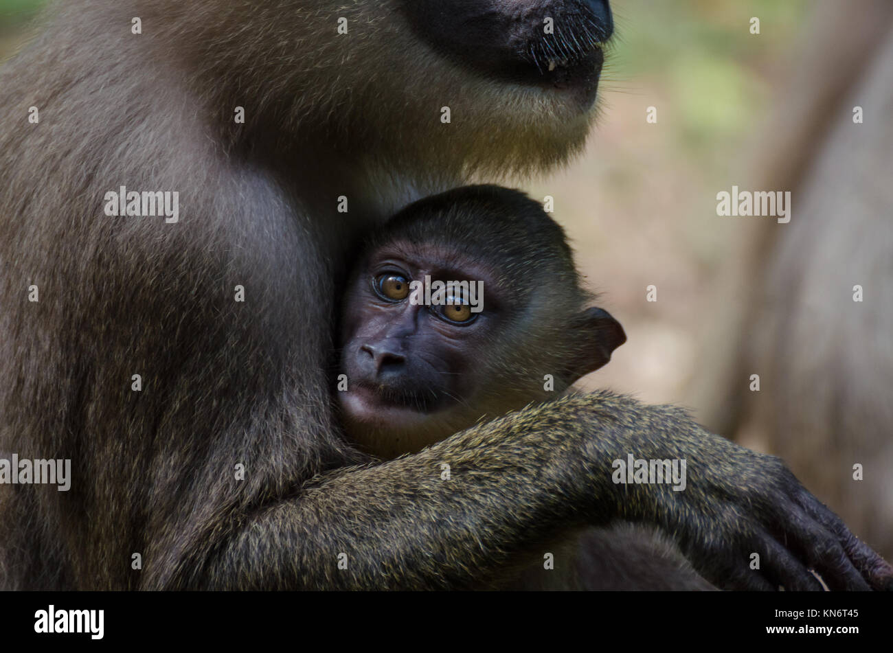 Percer monkey baby dans les bras de la mère dans la pluie forêt de Nigeria Banque D'Images