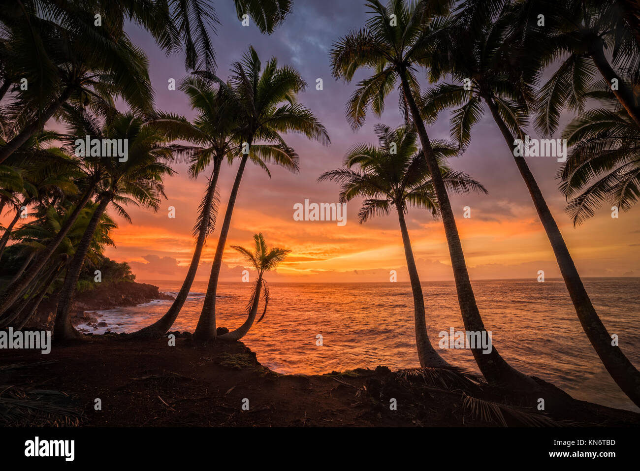 Des cocotiers et lever du soleil à Kama'ili, Kalapana coast, Grande Île d'Hawaï. Banque D'Images