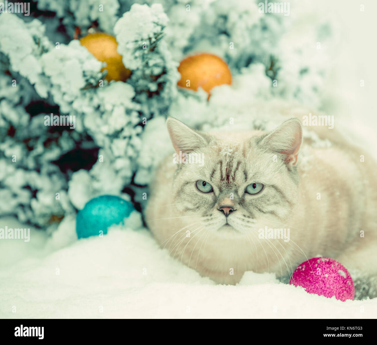 Cat sitting in snow près de sapin avec décoration de Noël. Banque D'Images