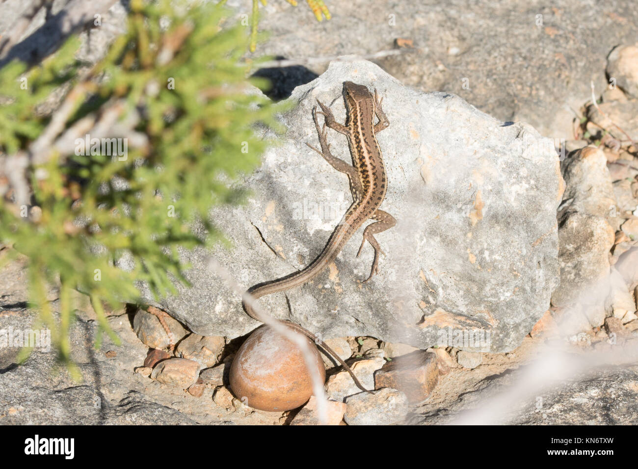 Aux yeux de serpent lizard (Ophisops elegans) à Chypre Banque D'Images