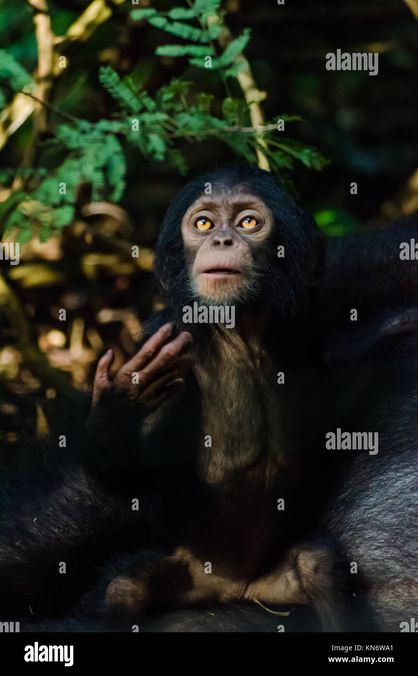 Portrait de bébé chimpanzé mendier de la nourriture, au Nigeria Banque D'Images