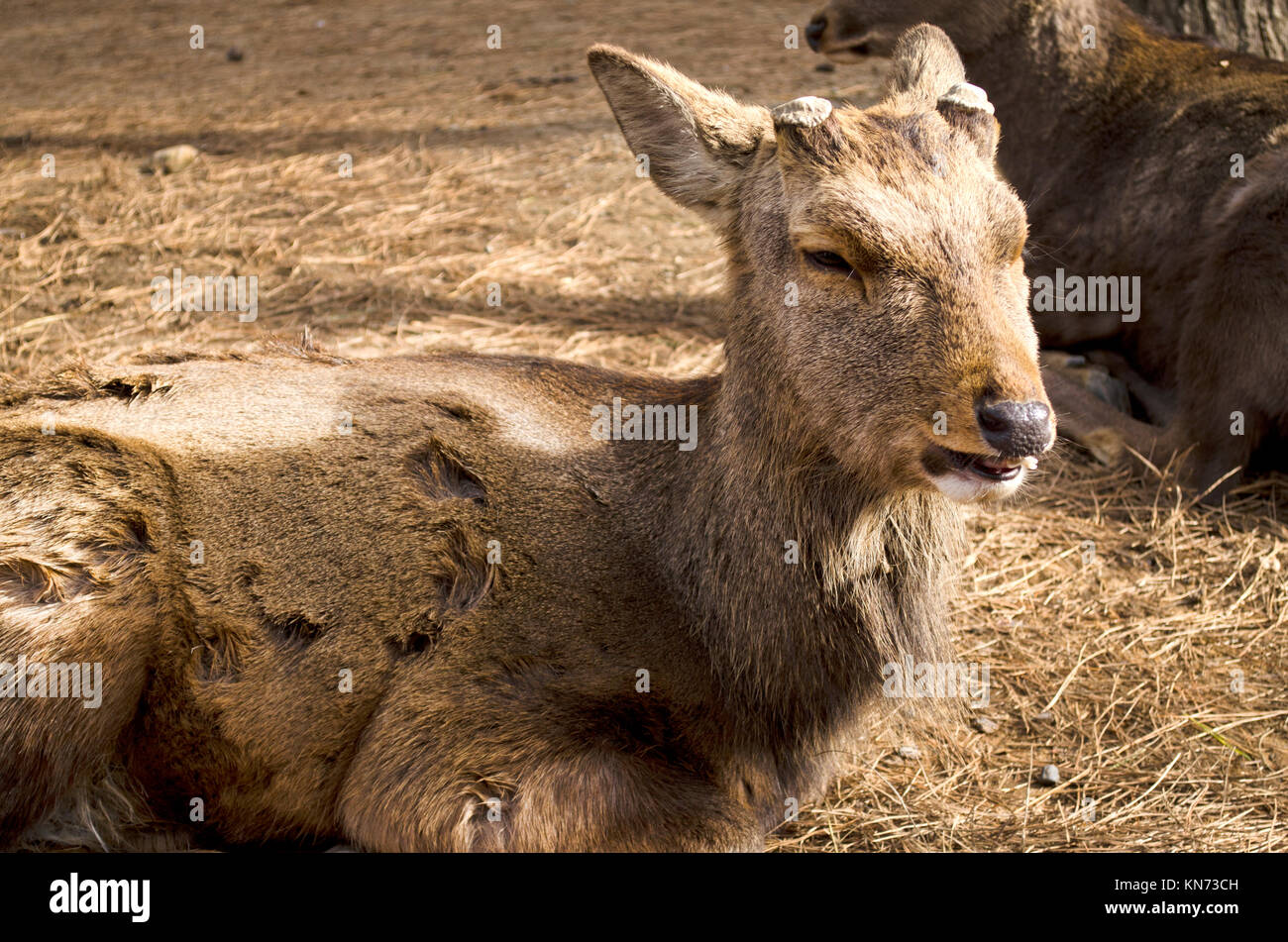 Le cerf sika à Nara, Japon Banque D'Images