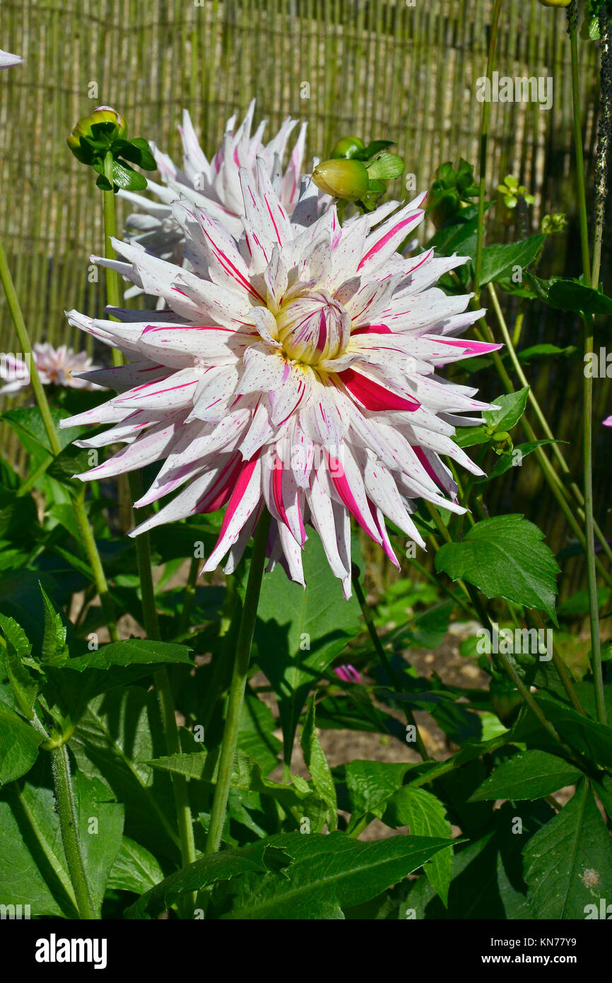 Dahlia fleurs 'Mick's Peppermint' dans un jardin border Banque D'Images