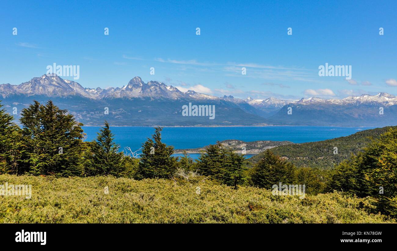 Animal national de l'argentine Banque de photographies et d’images à — free download