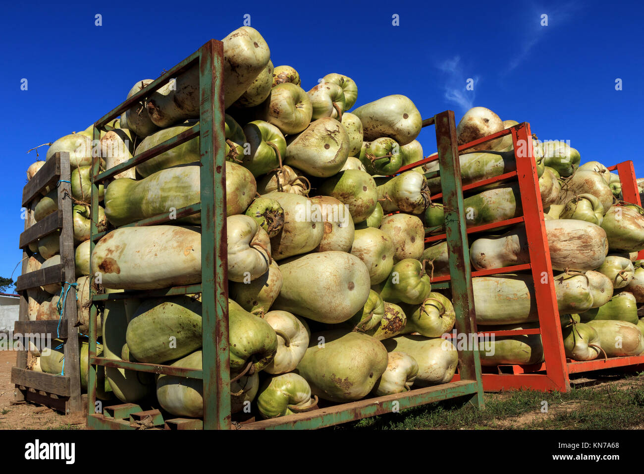 Les melons zucca (gourdes) chargés sur des palettes en acier. Ils sont membres de la famille des curcubitacés et utilisé pour, entre autres choses, des fruits confits. Banque D'Images