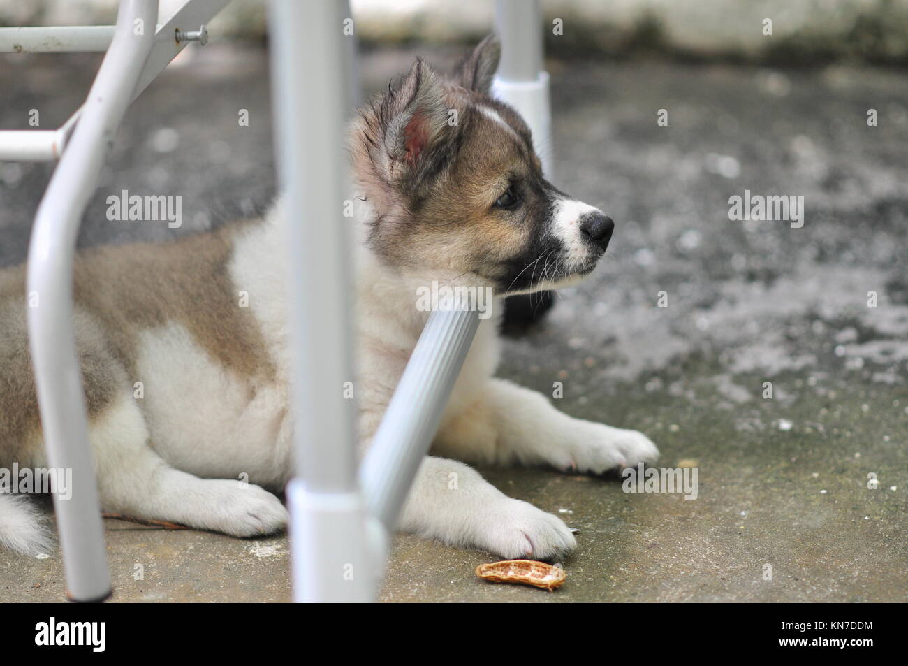 Thai Bangkaew Dog Banque D'Images