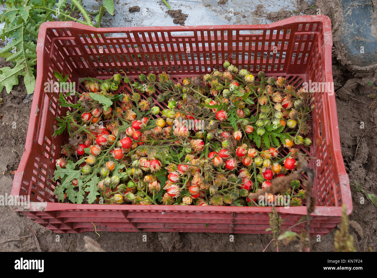 Un panier de tomates litchi sont indiqués après avoir été pris en Banque D'Images