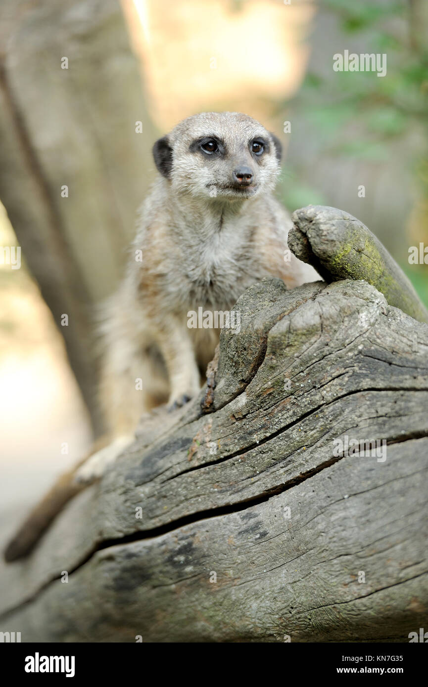 Un meerkat debout et alerte à la Banque D'Images