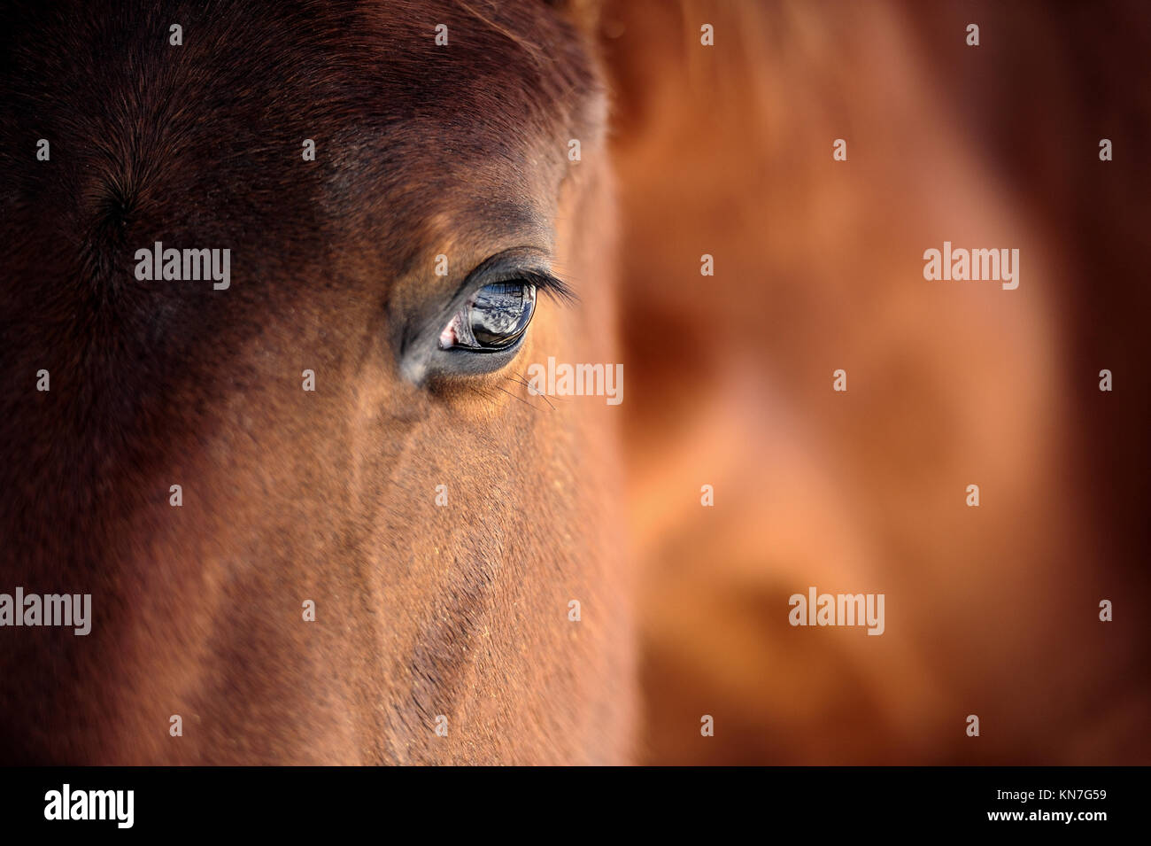 Oeil de Arabian Bay horse Banque D'Images