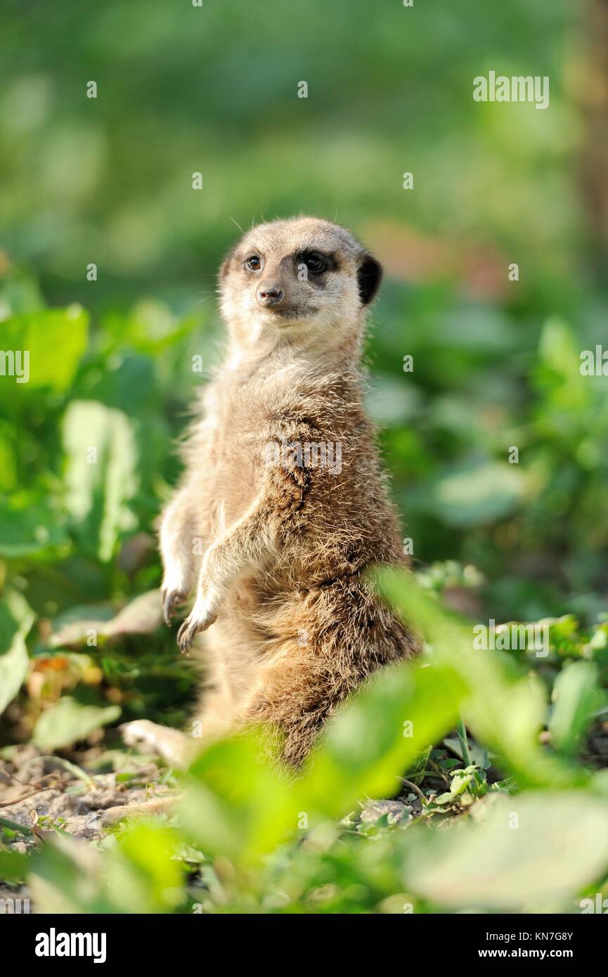Un meerkat debout et alerte à la Banque D'Images