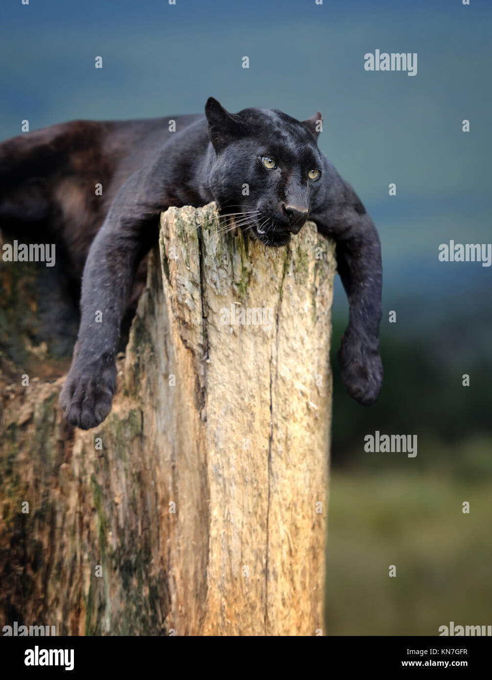 Jeune noir leopard assis sur un tronc d'arbre dans l'arrière-plan de Savannah Banque D'Images