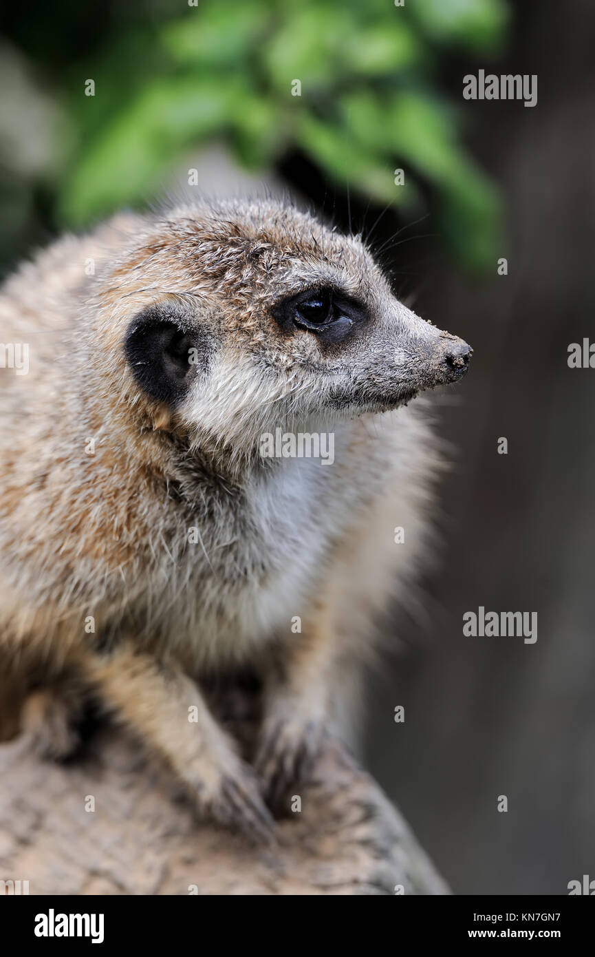 Fermer meerkat sur branch dans la nature Banque D'Images