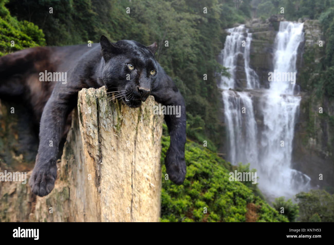 Leopard noir sur l'arbre dans le contexte d'une chute Banque D'Images