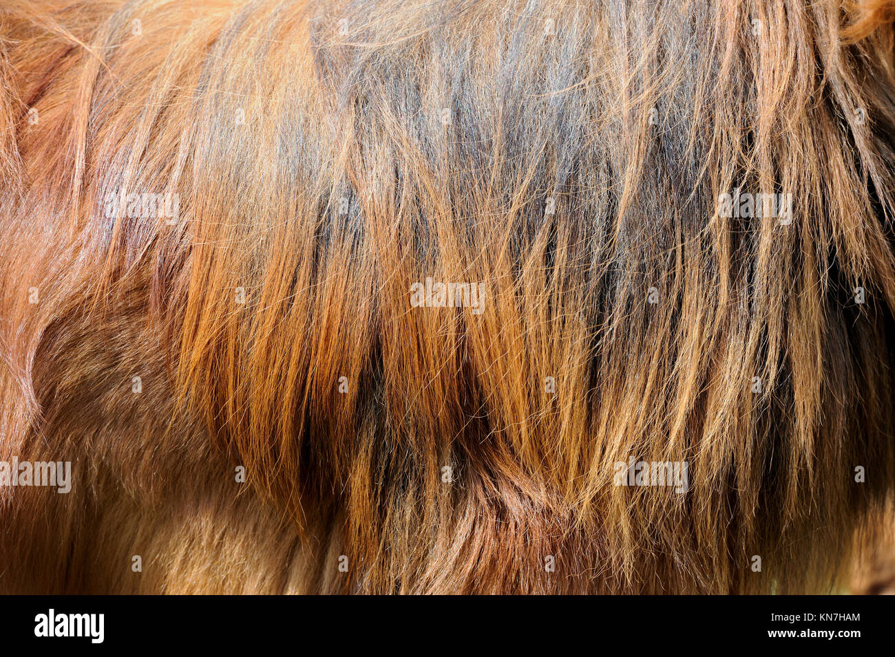 Gros plan d'une fourrure de chien textures Banque D'Images