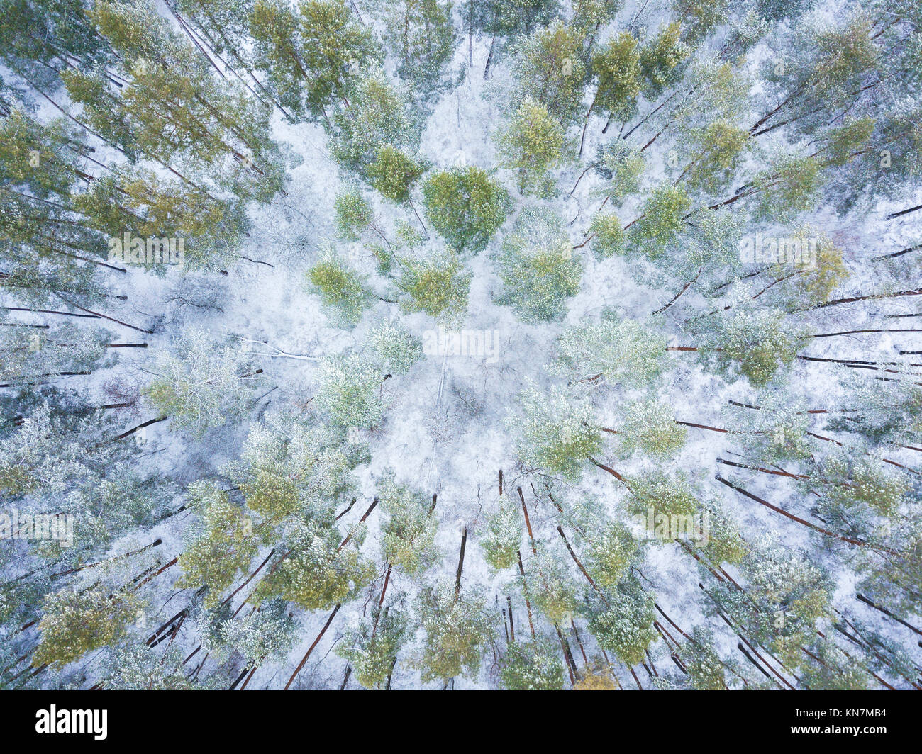 Vue aérienne de la forêt couverte de neige d'hiver Banque D'Images