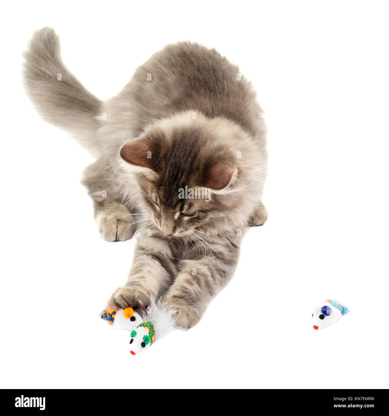 Chat norvégien kitten Playing with cat toy isolé sur fond blanc Modèle Libération : N° des biens : Non. Banque D'Images