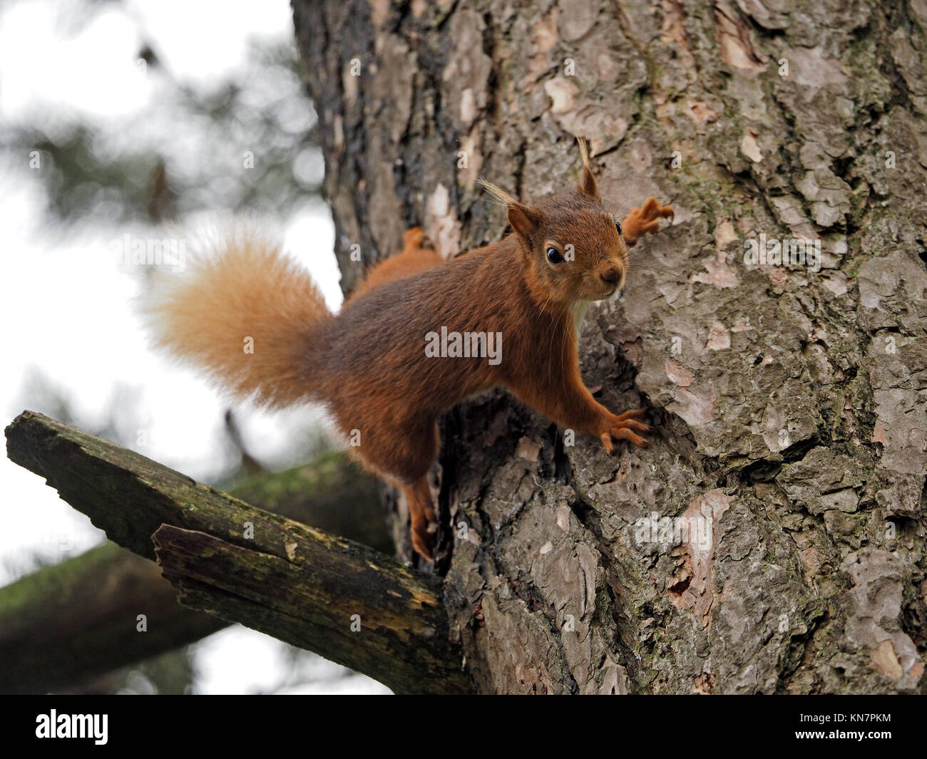 Eurasienne alerte l'écureuil roux (Sciurus vulgaris) et des mains avec des griffes sur l'écorce du tronc du pin sylvestre (Pinus sylvestris) dans la région de Cumbria, Angleterre, Royaume-Uni Banque D'Images