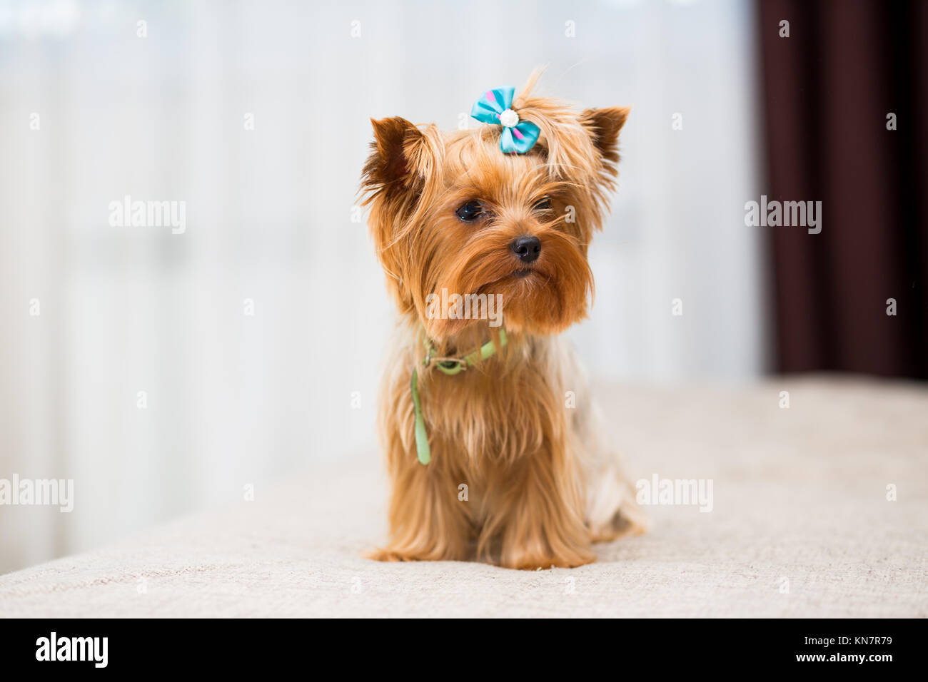 Chien De Race Yorkshire Terrier Miniature Avec Un Arc Bleu