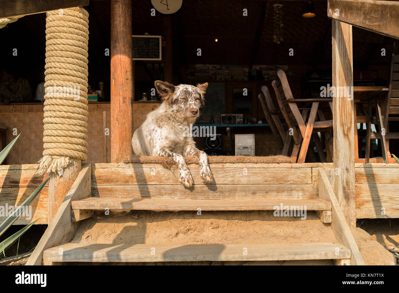 Chien Faisant La Grimace Banque du0027image et photos - Alamy