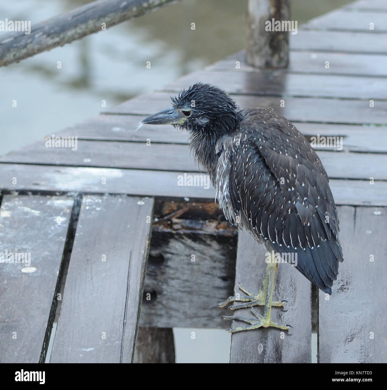 Un misérable échevelée à jaune-immatures (Nyctanassa violacea) siège d'une douche à effet pluie. Puerto Baquerizo Moreno, San Cri Banque D'Images