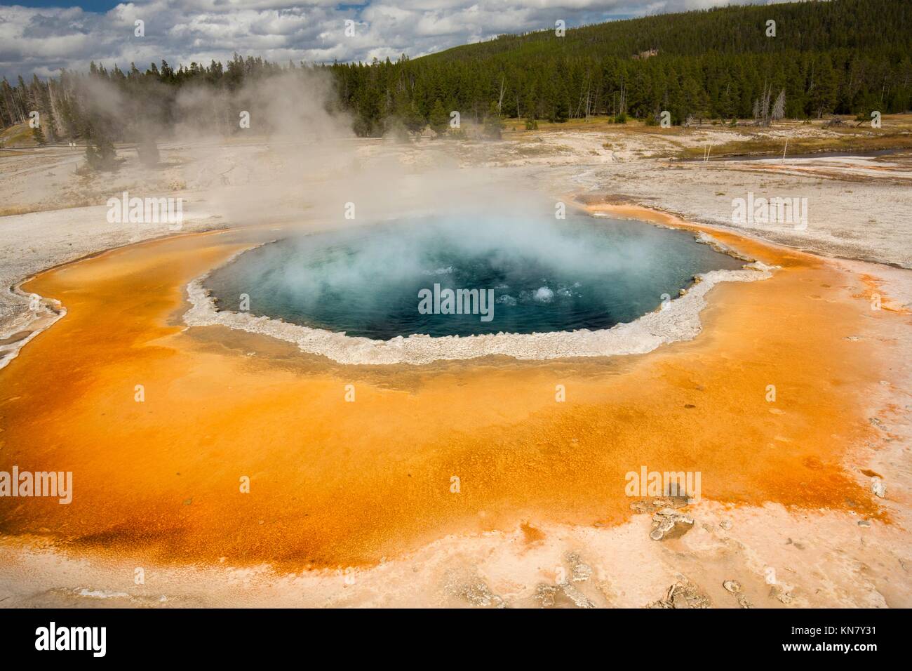 Morning Glory Pool, une source d'eau chaude dans la région de geyser Basin de Parc National de Yellowstone, Wyoming, avec de l'eau fumante, une jante de calcaire blanc, et de la forêt Banque D'Images