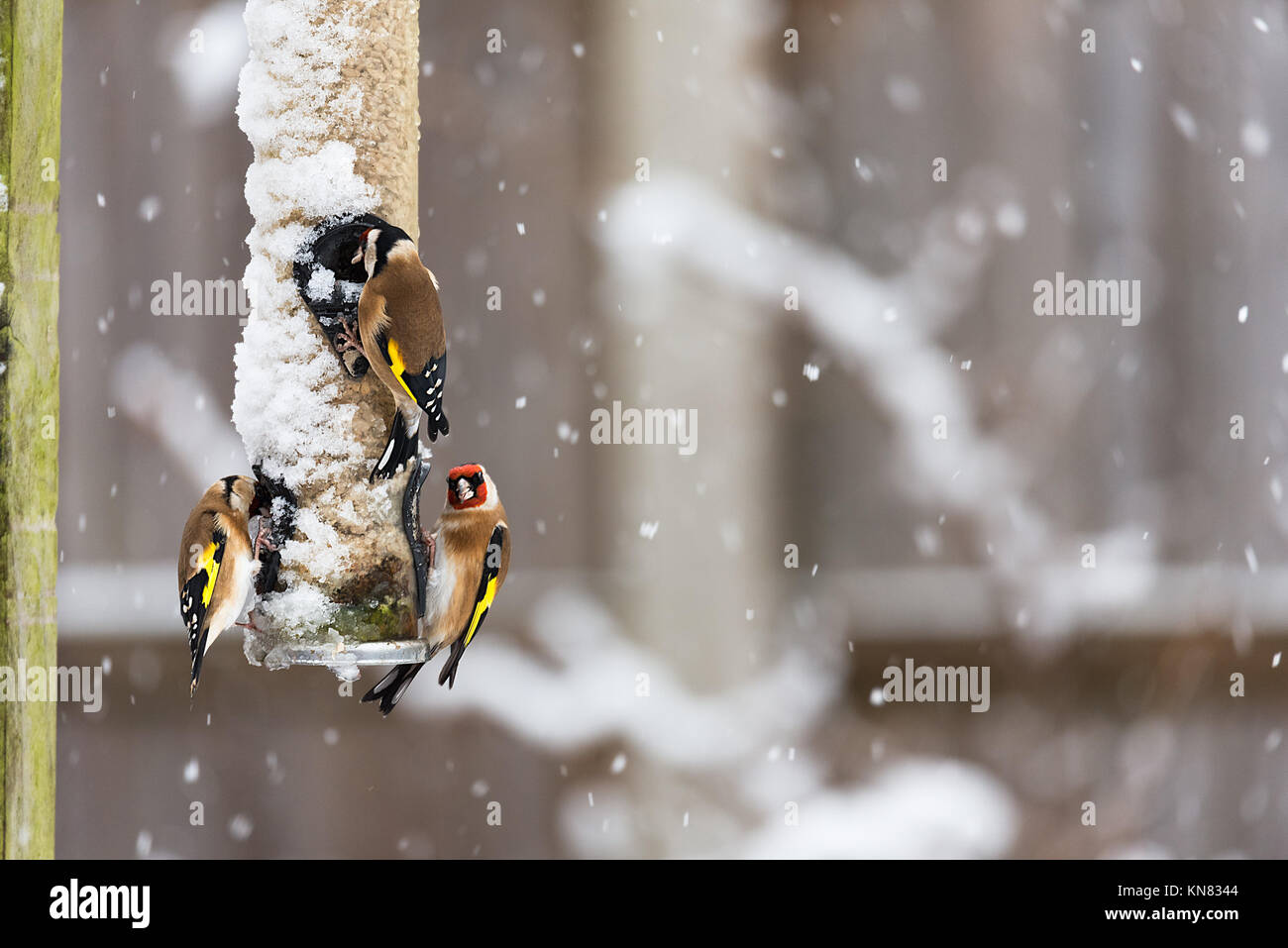 Le Warwickshire, Royaume-Uni. Déc 10, 2017. La tempête de neige Météo, Warwickshire, Royaume-Uni. 10 décembre 2017. La commune les oiseaux qui se nourrissent sur une mangeoire dans une prise de maison Jardin. Photographie : 79crédit/Alamy Live News Banque D'Images