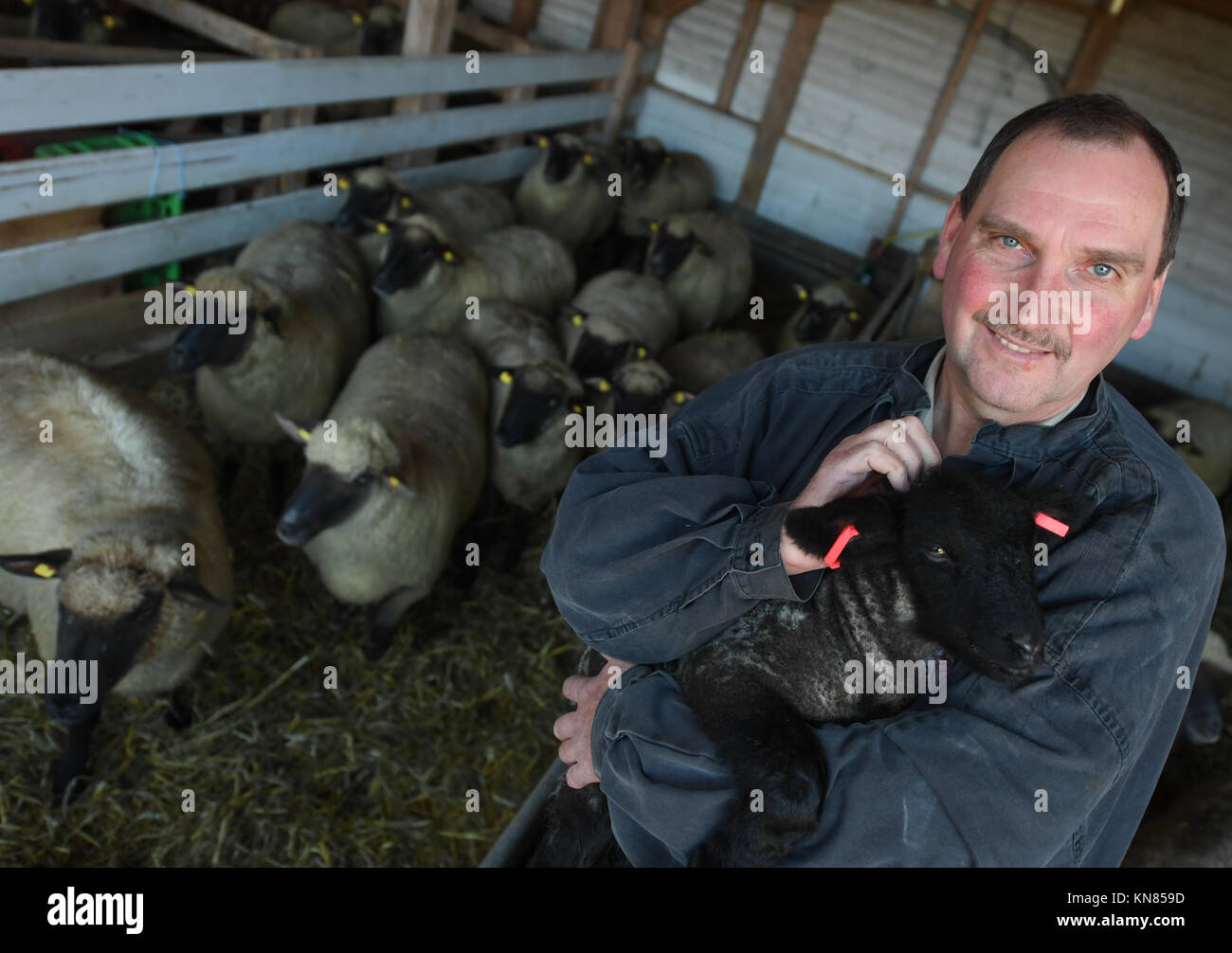 Michelstadt-Rehbach, Allemagne. 7 décembre 2017. Bernd Keller, premier président de l'Odenwaelder Schaefervereins (association des bergers Odenwald), tenant un agneau dans sa grange, qui abrite des moutons à tête noire allemands, à Michelstadt-Rehbach, Allemagne, le 7 décembre 2017. Après la découverte de plusieurs animaux morts dans la région d'Odenwald, il est clair qu'au moins un loup est à blâmer. Les bergers sont particulièrement inquiets. Crédit : Arne Dedert/dpa/Alamy Live News Banque D'Images