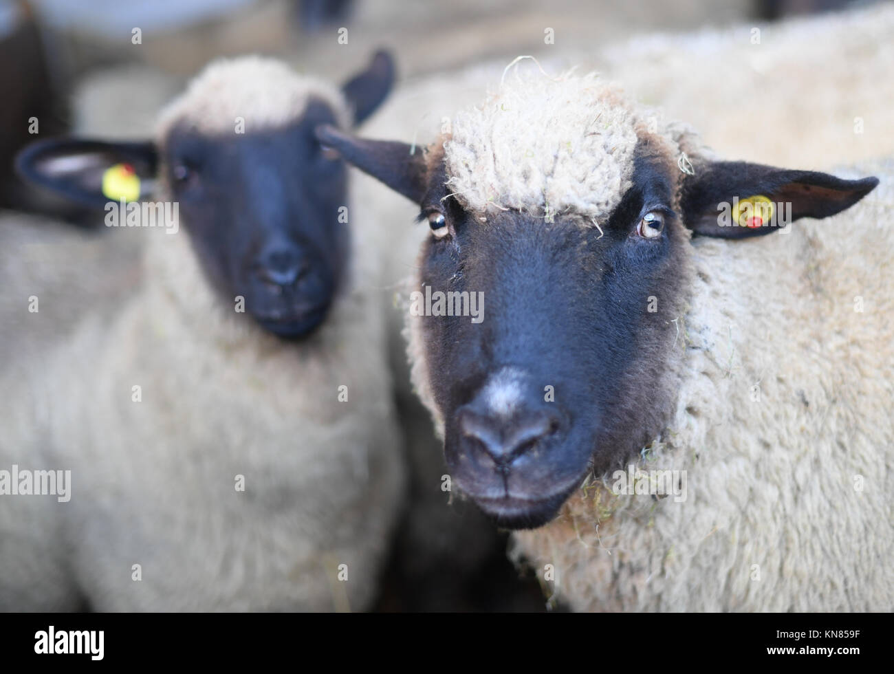 Michelstadt-Rehbach, Allemagne. 7 décembre 2017. Mouton allemand à tête noire dans une grange appartenant à Bernd Keller, à Michelstadt-Rehbach, Allemagne, 7 décembre 2017. Après la découverte de plusieurs animaux morts dans la région d'Odenwald, il est clair qu'au moins un loup est à blâmer. Les bergers sont particulièrement inquiets. Crédit : Arne Dedert/dpa/Alamy Live News Banque D'Images