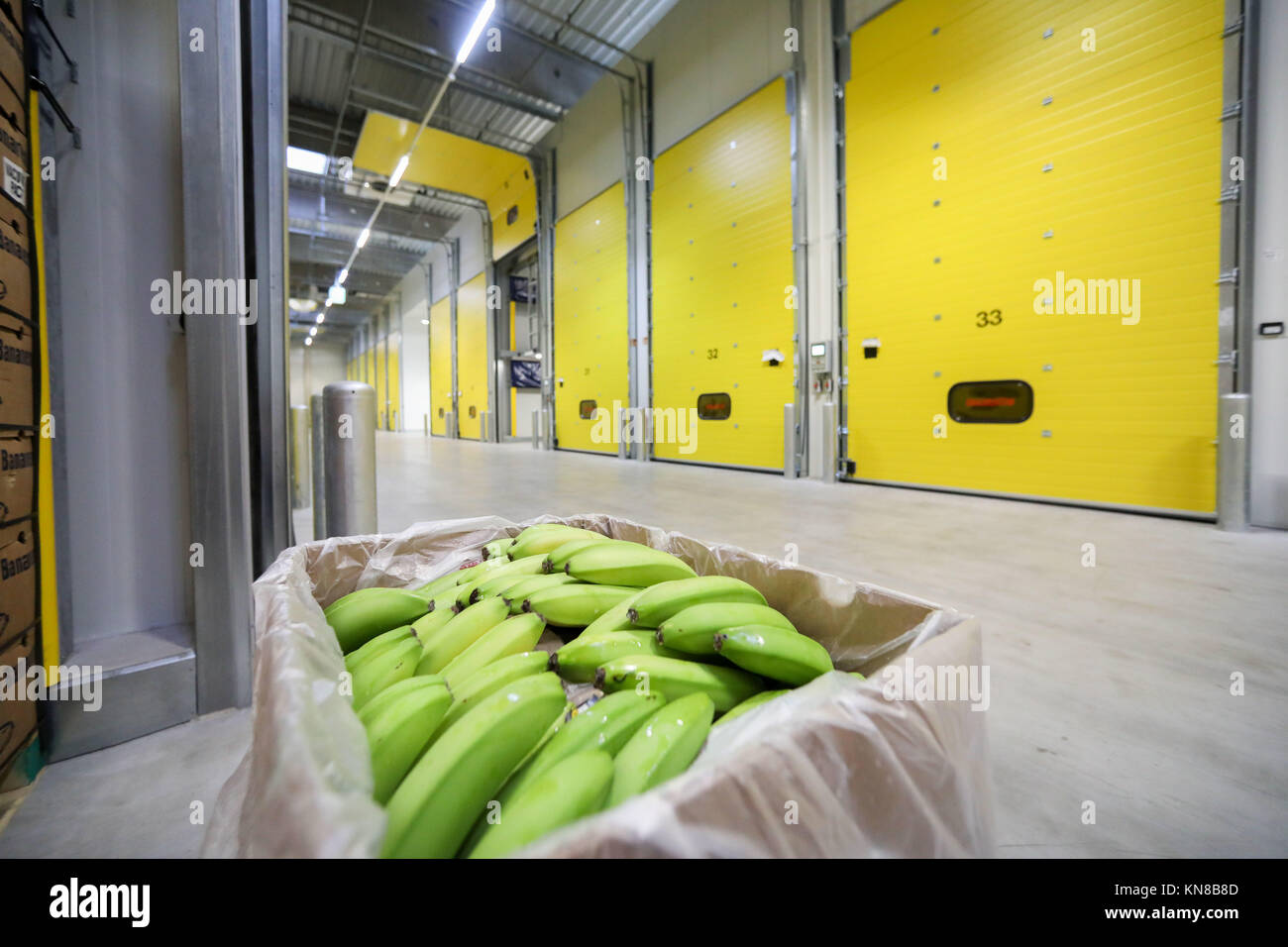 Une boîte de bananes se trouve dans la chambre de maturation dans le nouveau magasin de mûrissement des bananes de la disposition marchand à Borna, Allemagne, 15 novembre 2017. Le fruit vert mûrit ici sous surveillance pendant plusieurs jours avant qu'ils frappent les étagères. La banane est un facteur économique décisif : environ 10 pour cent de l'Edeka recettes des ventes de fruits et légumes est généré par les bananes et les ananas. La banane est le deuxième fruit préféré après les pommes. Le ménage moyen allemand achète une moyenne de 16,64 kilogrammes de bananes en fonction de l'organisme de recherche des consommateurs. Photo : Jan Woitas/dpa-Zentral Banque D'Images