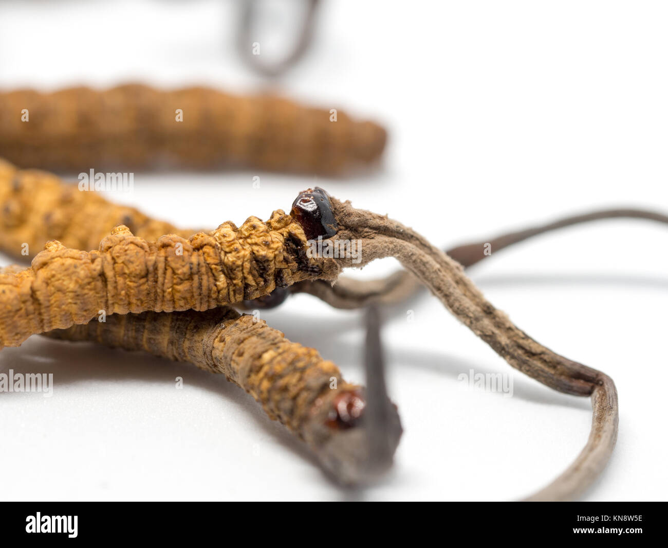 Close up Ophiocordyceps sinensis (CHONG CAO, DONG CHONG XIA CAO) ou champignons cordyceps c'est une des herbes. Propriétés médicinales dans le traitement de disea Banque D'Images