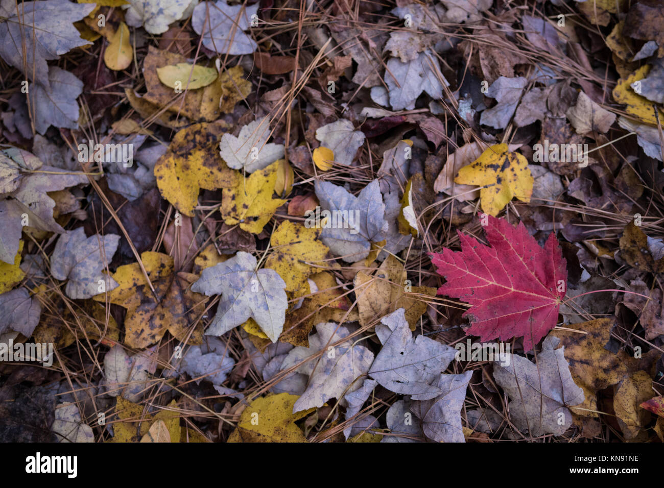 Pose de la feuille d'érable rouge, brun jaune tombé entre les feuilles d'érable et la paille de pin sur le sol à l'automne Banque D'Images