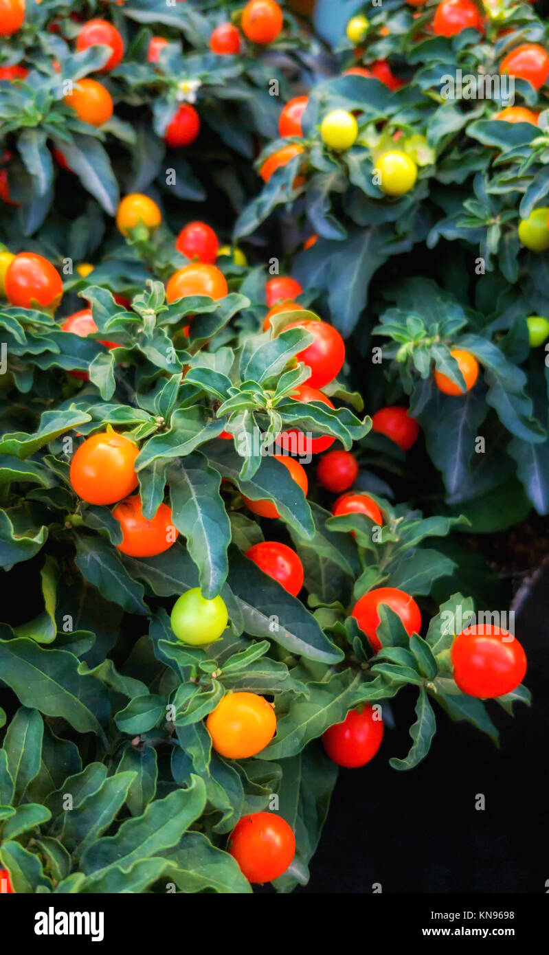Petites tomates sur le bush. Banque D'Images