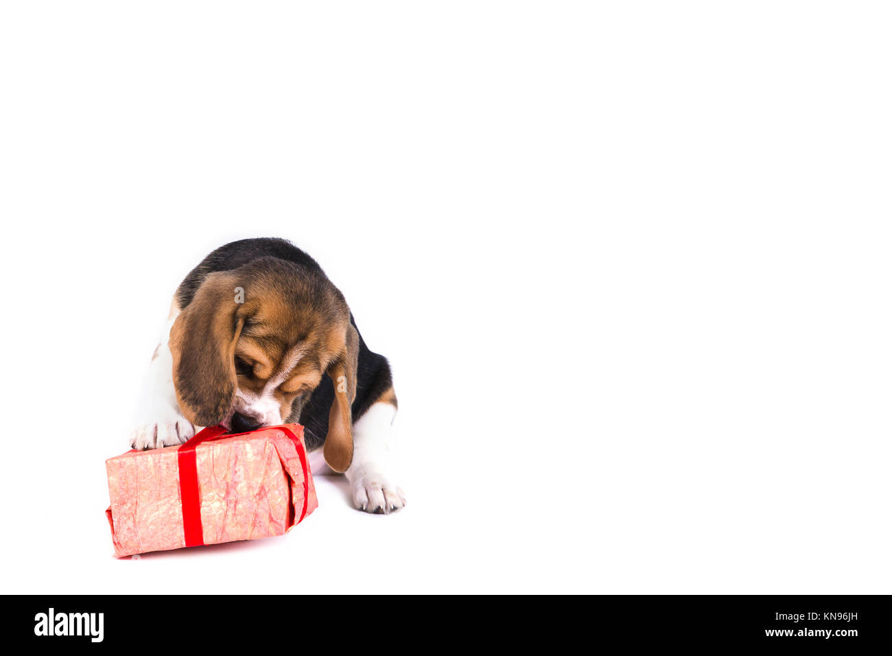 Mignon chiot beagle joue avec cadeau de Noël en rose fort et avec les formalités administratives. Sur fond blanc. Pas de personnes. Banque D'Images