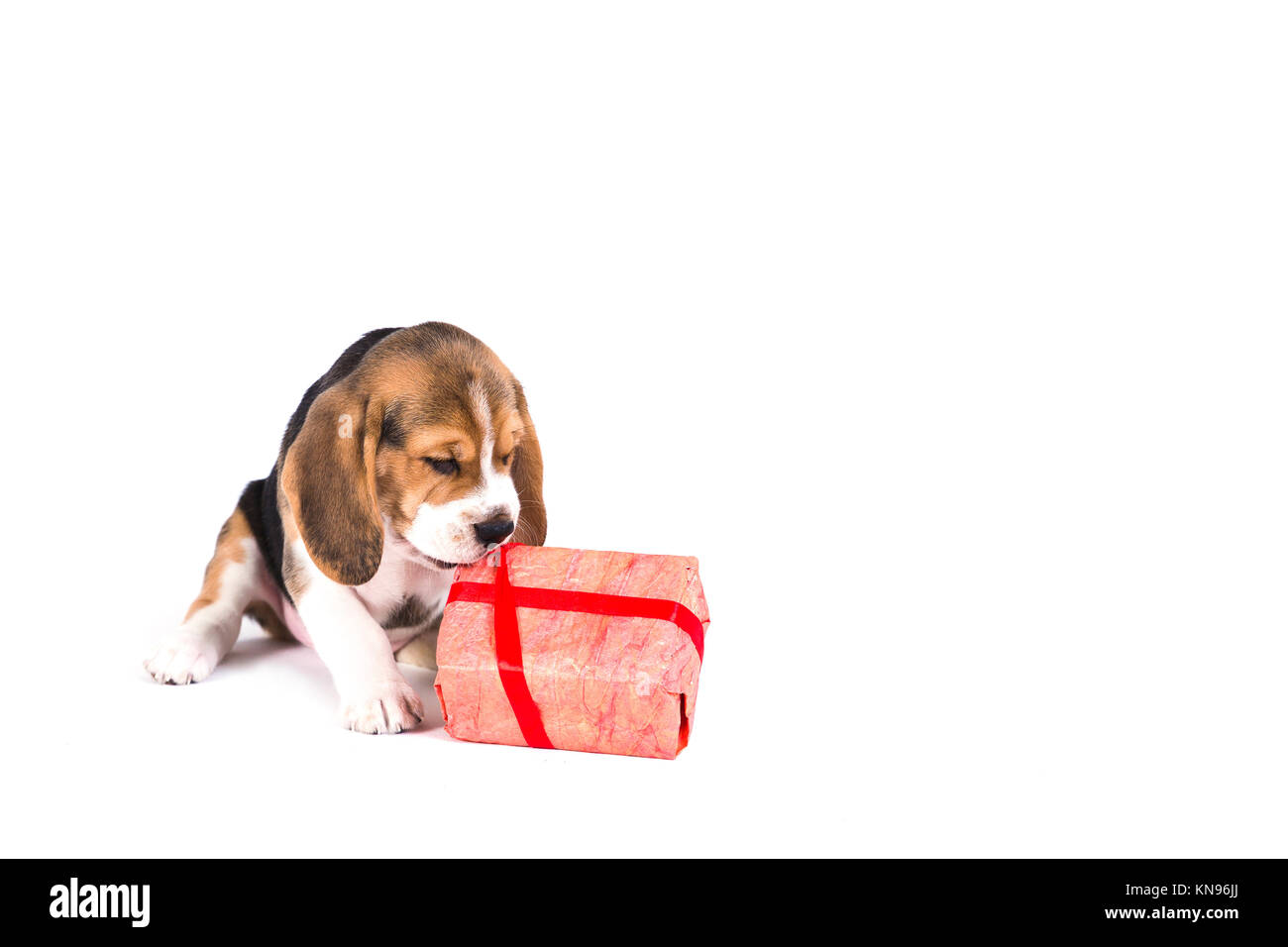 Mignon chiot beagle joue avec cadeau de Noël en rose fort et avec les formalités administratives. Sur fond blanc. Pas de personnes. Banque D'Images