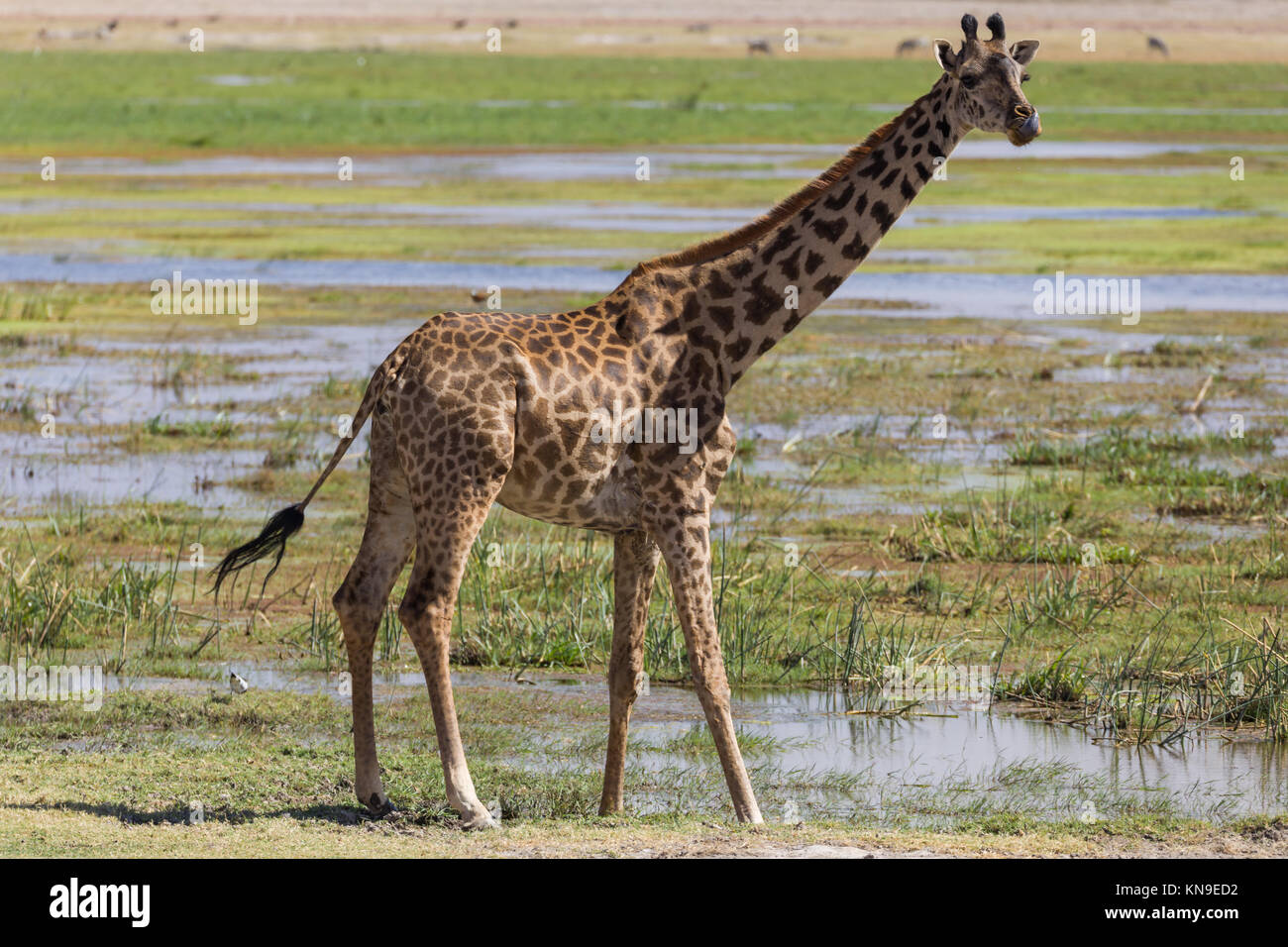 Portrait de profil de girafe jaune 4,7G, jour sec, octobre 2017, le Parc national Amboseli, Kenya, Africa Banque D'Images