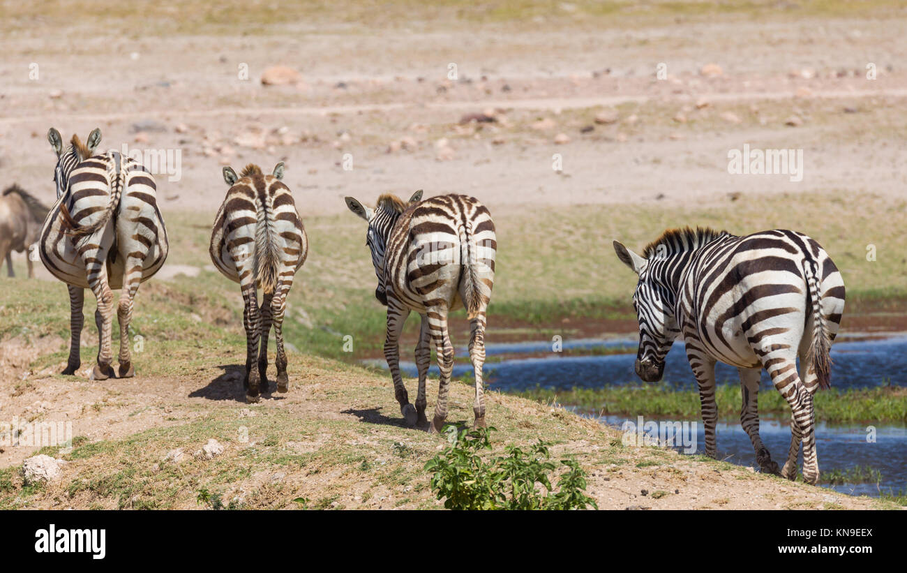 Les zèbres assoiffés oasis du désert de passage via pont naturel extrêmement druing saison sèche, d'octobre 2017, le Parc national Amboseli, Kenya, Africa Banque D'Images