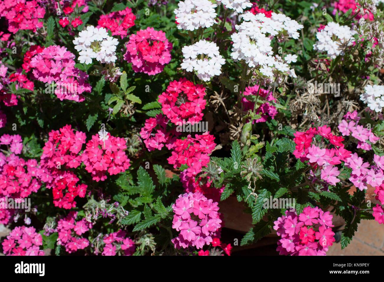 Blanc et rose Verveine plantes en fleurs, dans le mois de mai, Latina,  Latium, Italie Photo Stock - Alamy