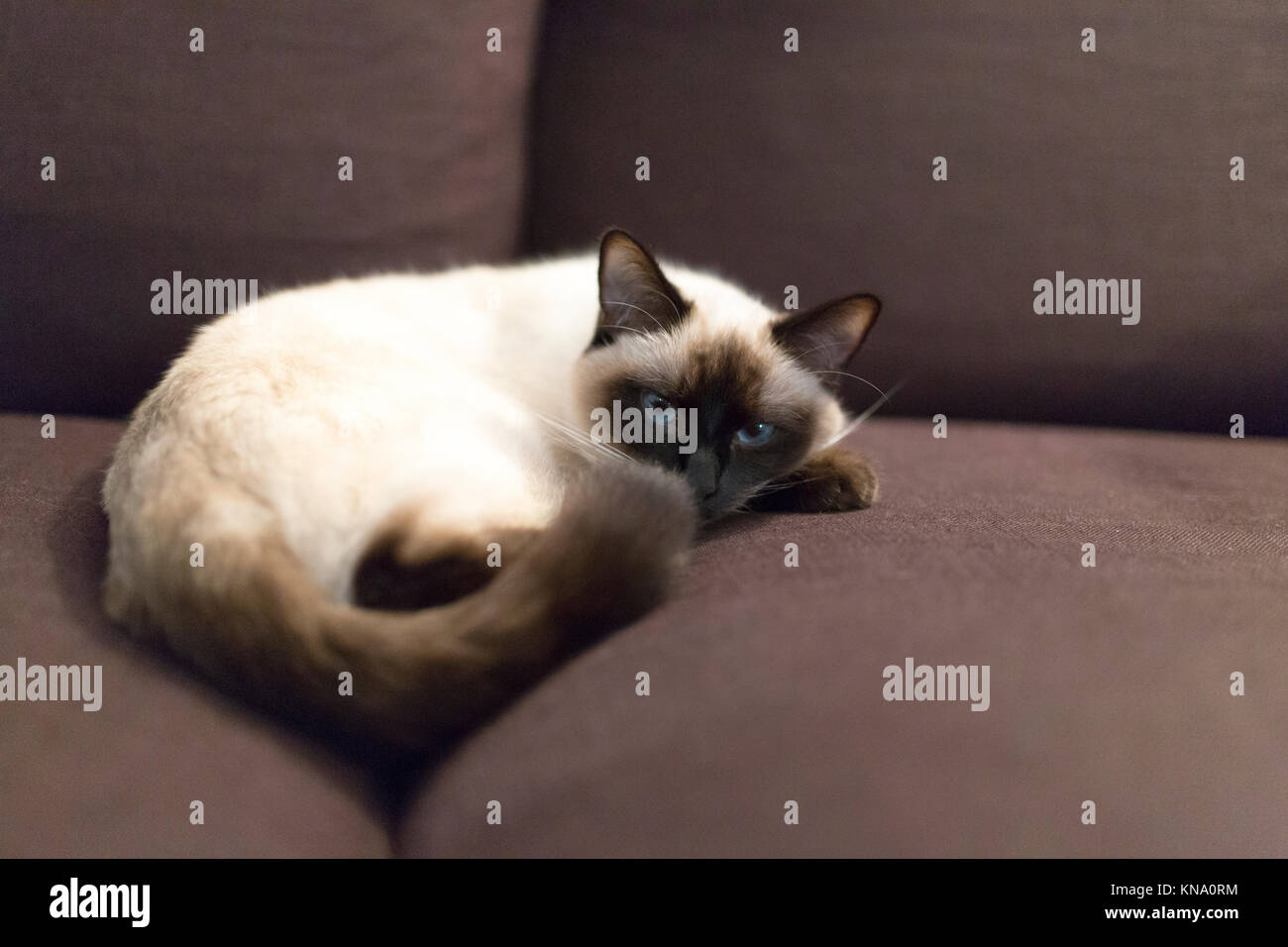 Un chat, un croisement entre un burmese et un persan, est allongé sur un canapé marron Banque D'Images