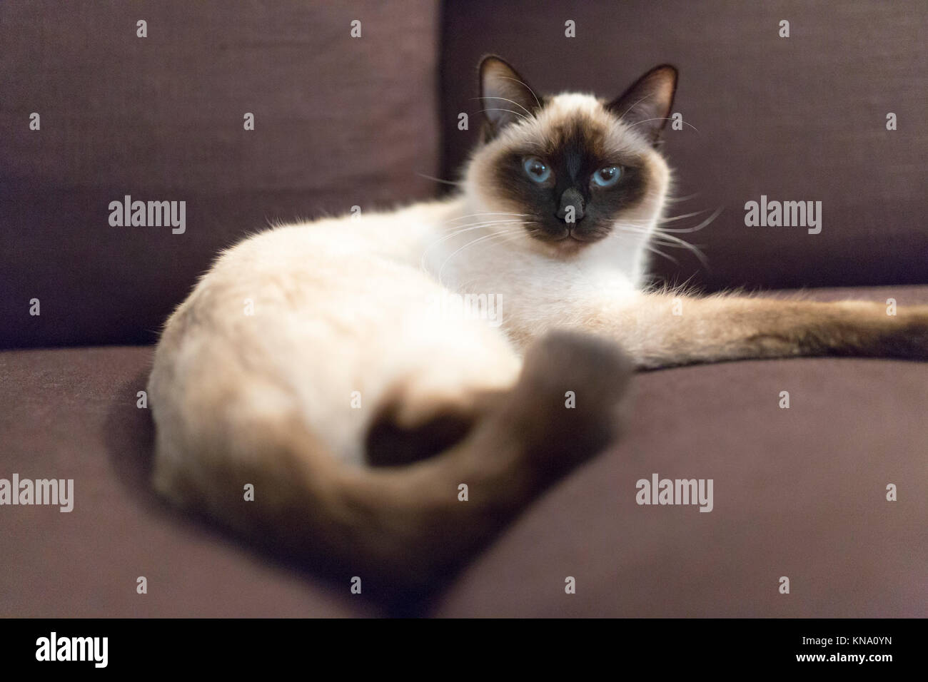 Un chat, un croisement entre un burmese et un persan, est allongé sur un canapé marron Banque D'Images