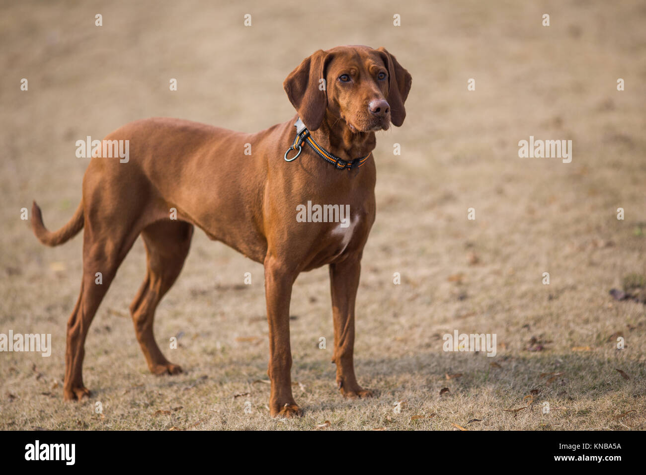 Heureux les chiens jouant dans un parc. Banque D'Images