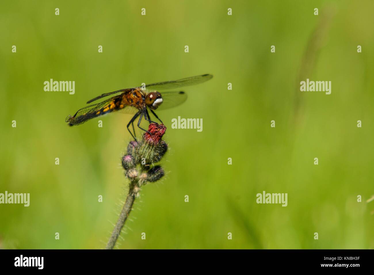 Point de repos le cerf de Whiteface dragonfly (Leucorrhinia intacta) féminin, Grand Sudbury, Ontario, Canada. Banque D'Images