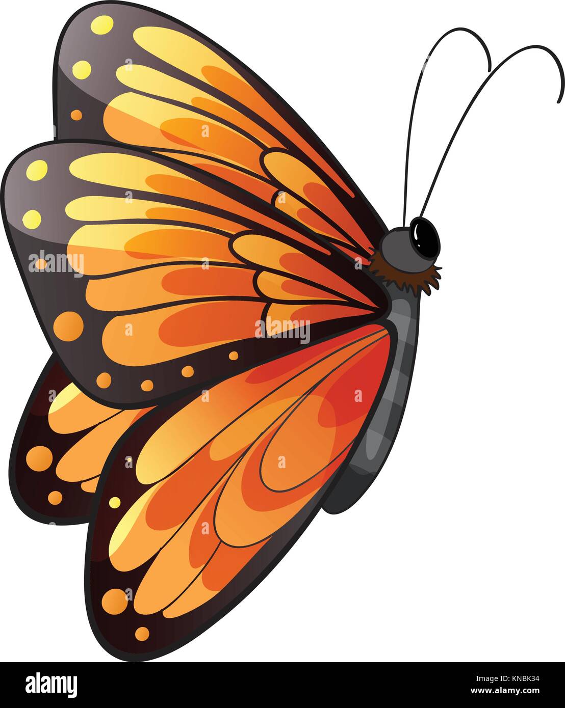 Illustration d'un papillon coloré sur un fond blanc Illustration de Vecteur