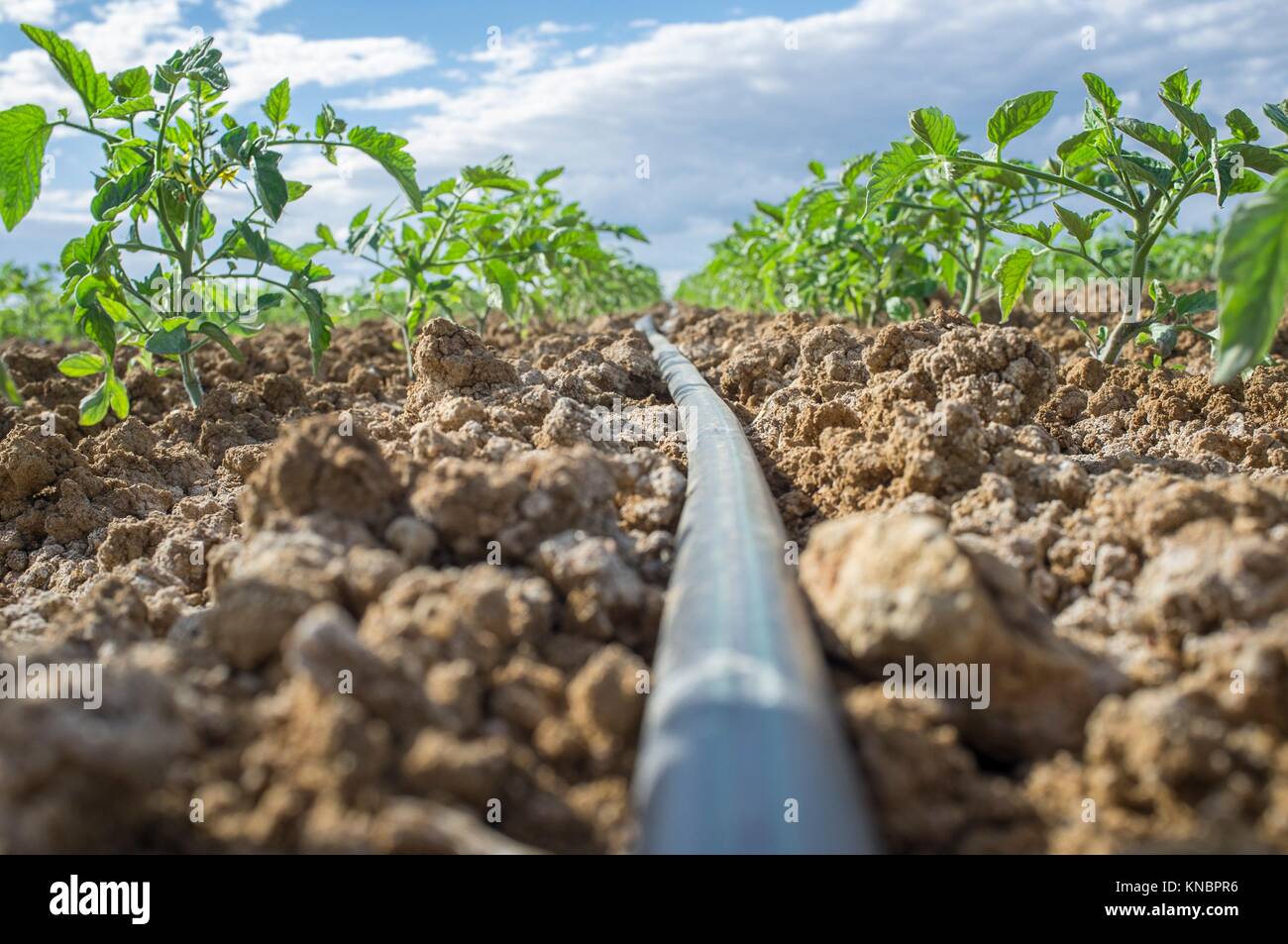 Jeune plant de tomate de plus en plus avec système d